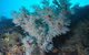 Middle Reef Dive Site - thumb 1