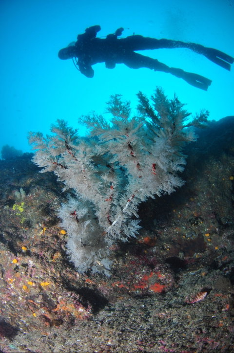 Middle Reef Dive Site - Attractions Sydney 1
