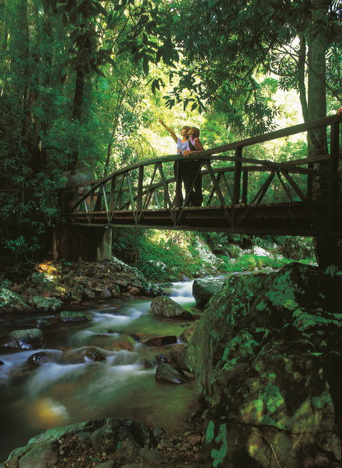 Natural Bridge Circuit, Springbrook National Park - Attractions Sydney 1