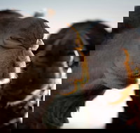 Outback Camel Festival Trail - Attractions Sydney