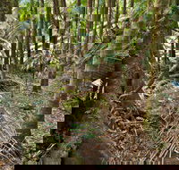 Palm Forest Walking Track - Attractions Sydney