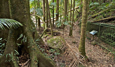 Palm Forest Walking Track - Attractions Sydney 0