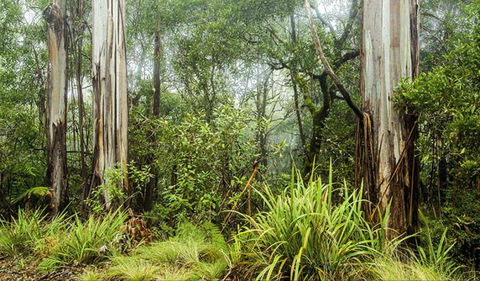 Rosewood Loop - Attractions Sydney 0