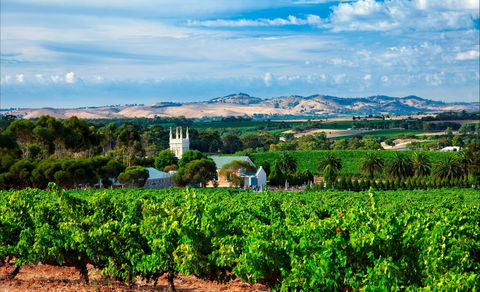 Seppeltsfield Road Barossa Valley - Attractions Sydney 1