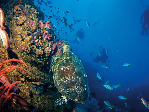 SS Yongala Dive Site - Attractions Sydney 0