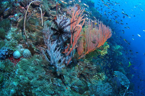 SS Yongala Dive Site - Attractions Sydney 1