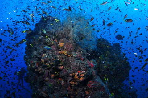 SS Yongala Dive Site - Attractions Sydney 2