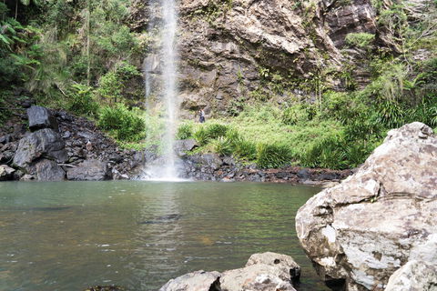 Twin Falls Circuit, Springbrook National Park - Attractions Sydney 0