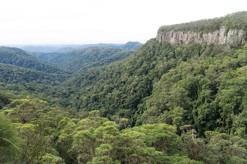 Twin Falls Circuit, Springbrook National Park - Attractions Sydney 1