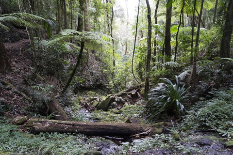 Twin Falls Circuit, Springbrook National Park - Attractions Sydney 2