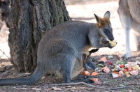 Wirrimbirra Sanctuary