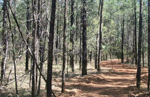 Yana-y Warruwi Walking Track - Attractions Sydney 0