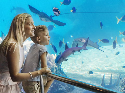 Australia's Sea World - Attractions Sydney 2
