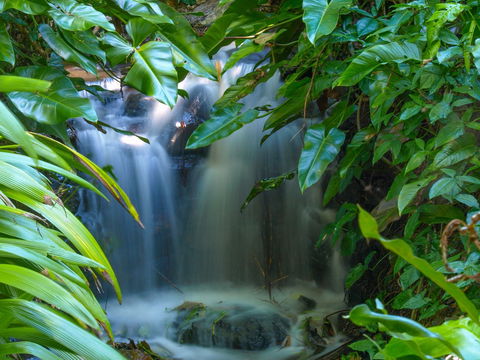 Brisbane Botanic Gardens Mount Coot-tha - Attractions Sydney 1