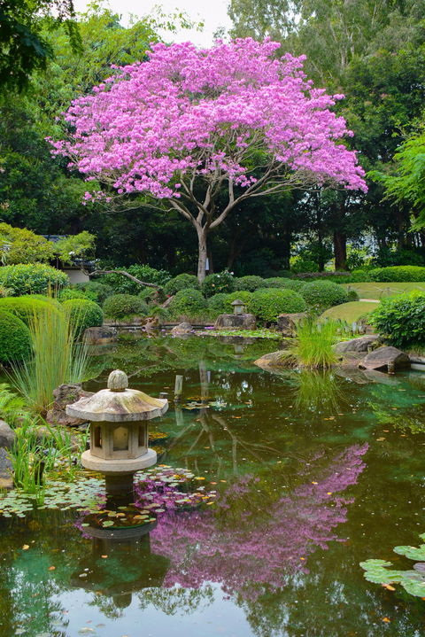 Brisbane Botanic Gardens Mount Coot-tha - Attractions Sydney 2