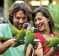 Currumbin Wildlife Sanctuary - Attractions Sydney