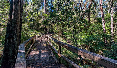 Dawson River Walking Track - Attractions Sydney 0