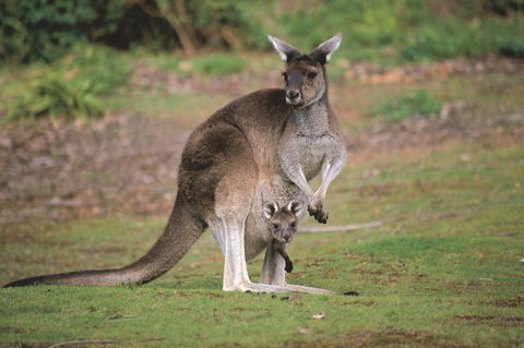 Donnelly River - Attractions Sydney 0