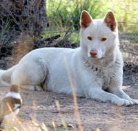 Durong Dingo Sanctuary - Attractions Sydney
