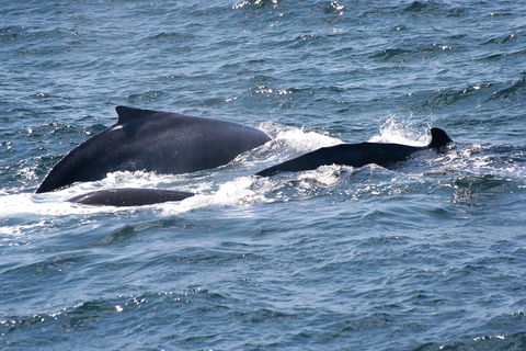 Gerringong Whale Watching Platform - Attractions Sydney 0