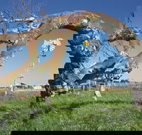 Greenough Leaning Trees - Attractions Sydney