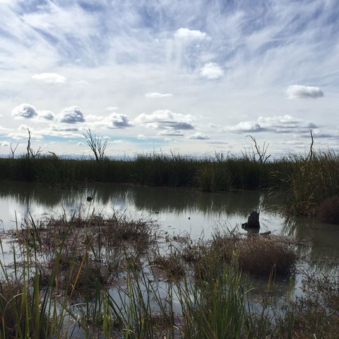 Gwydir Wetlands Moree - Attractions Sydney 0