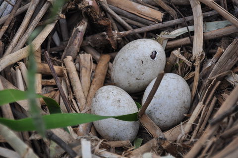 Gwydir Wetlands Moree - Attractions Sydney 2