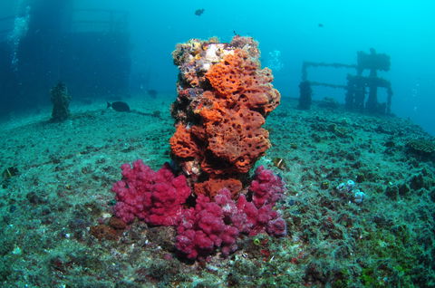 HMAS Brisbane Dive Site - Attractions Sydney 0