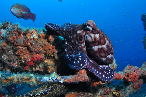 HMAS Brisbane Dive Site - Attractions Sydney 2