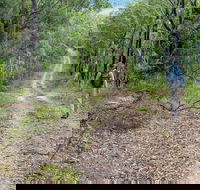 Kangaroo River Walking Track - Attractions Sydney