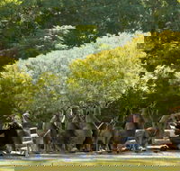 Lone Pine Koala Sanctuary - Attractions Sydney