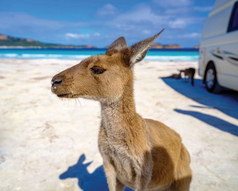 Lucky Bay - Attractions Sydney 0