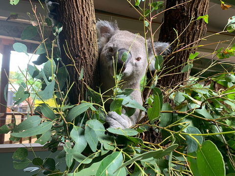 Macadamia Castle - Attractions Sydney 0