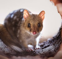 Mulligans Flat Woodland Sanctuary - Attractions Sydney