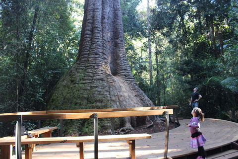 Old Bottlebutt - Attractions Sydney 2