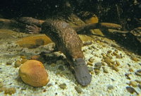 Platypus Pool