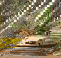 Scotsdale Tourist Drive - Attractions Sydney
