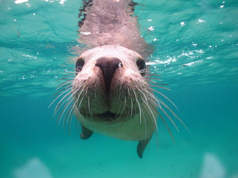 Seal Cove - Attractions Sydney 0