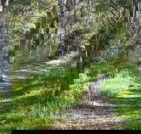 Stoodley Forest Walk and Arboretum - Attractions Sydney