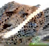 Tasmania Zoo - Attractions Sydney