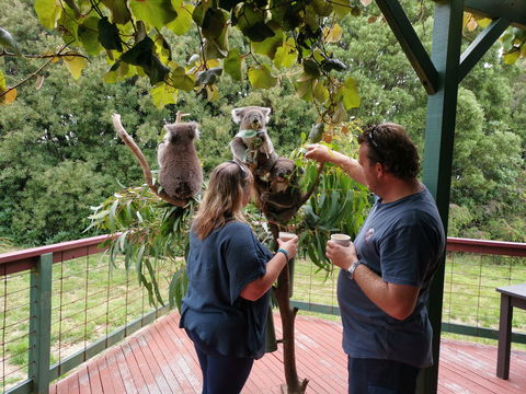 The Aussie Stop Offering Breakfast With Koalas - Attractions Sydney 1