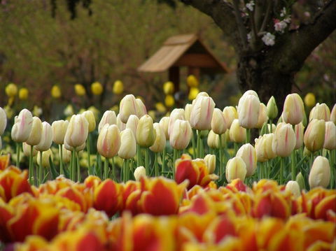 Tulip Top Gardens - Attractions Sydney 0