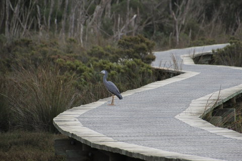 Warringine Park & Bittern Coastal Wetlands Boardwalk - Attractions Sydney 1