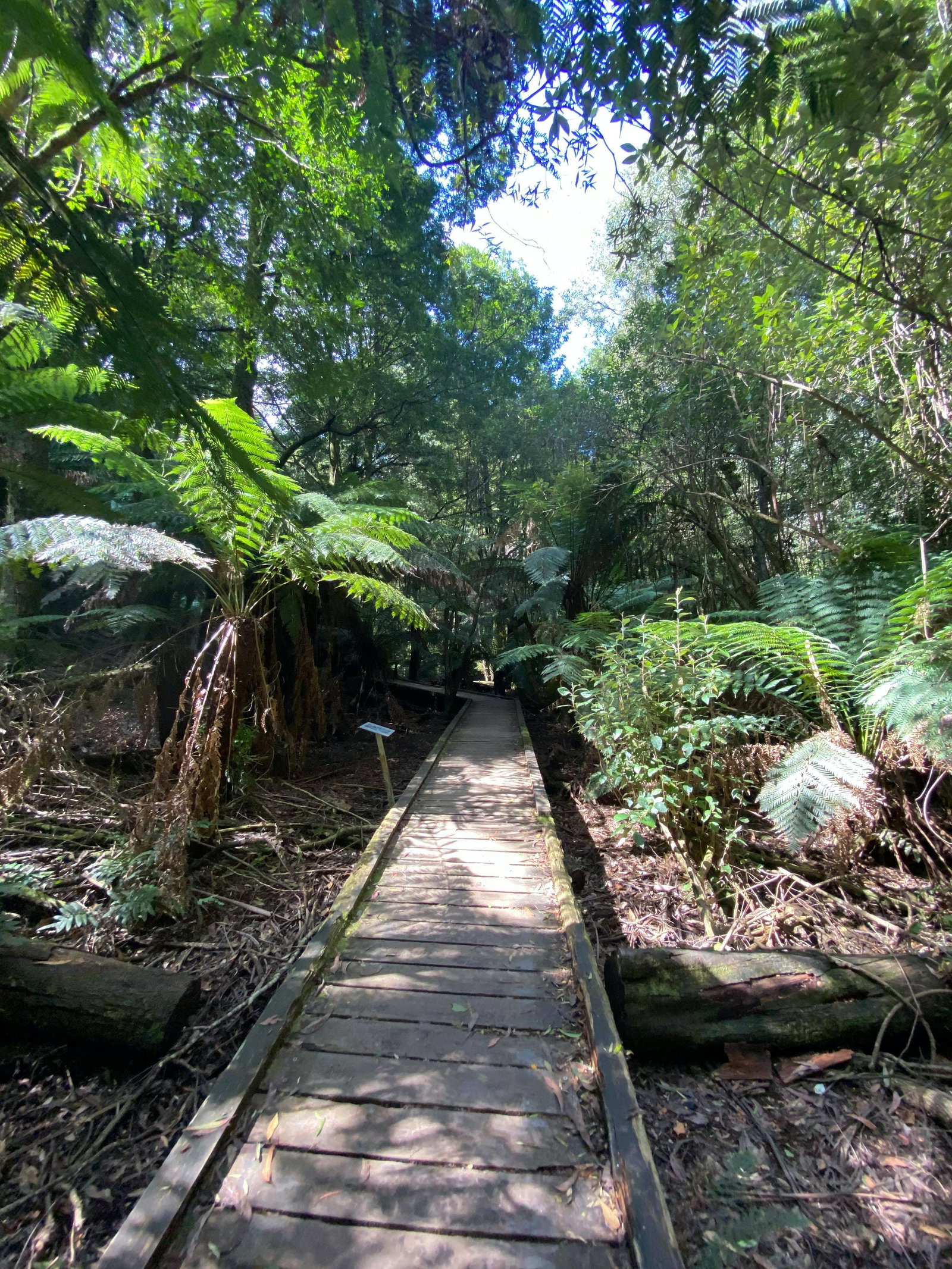 Toolangi VIC Attractions Sydney