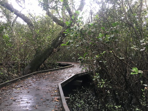 Carole Green Walkway - John Oxley Reserve - Attractions Sydney 0