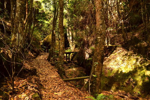Cave Creek Walking Track - Attractions Sydney 2