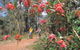 Dwellingup - thumb 1