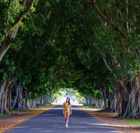 Fig Tree Avenue - Attractions Sydney