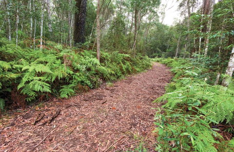 Forest Walking Track, Gibraltar Range National Park - Attractions Sydney 0