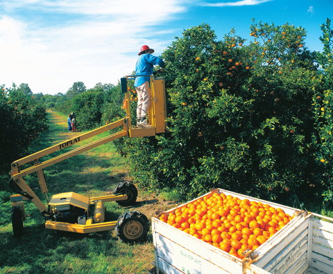 Gayndah's Big Orange - Attractions Sydney 0